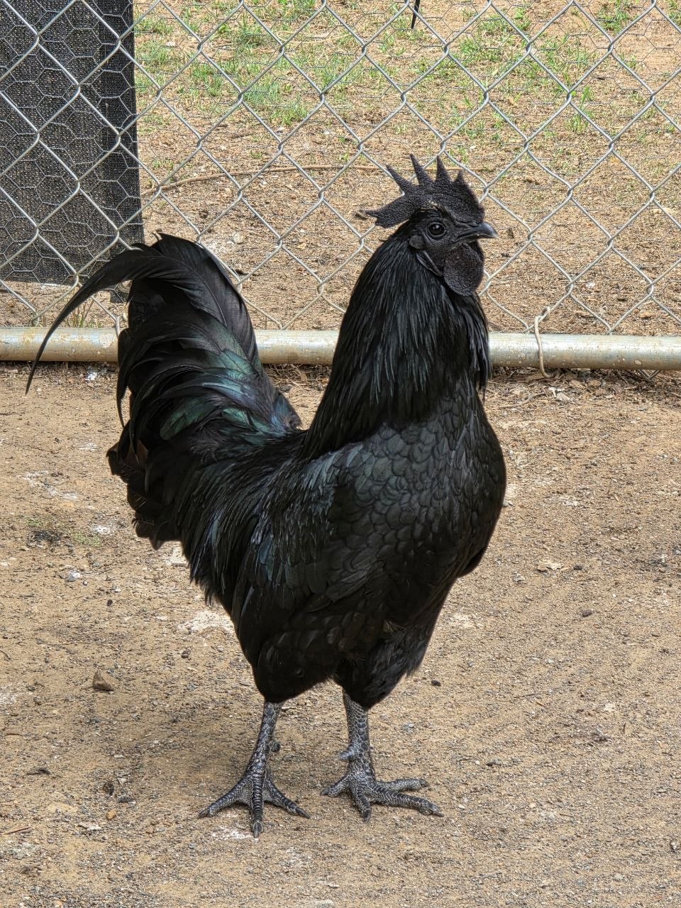 Ayam Cemani Rooster