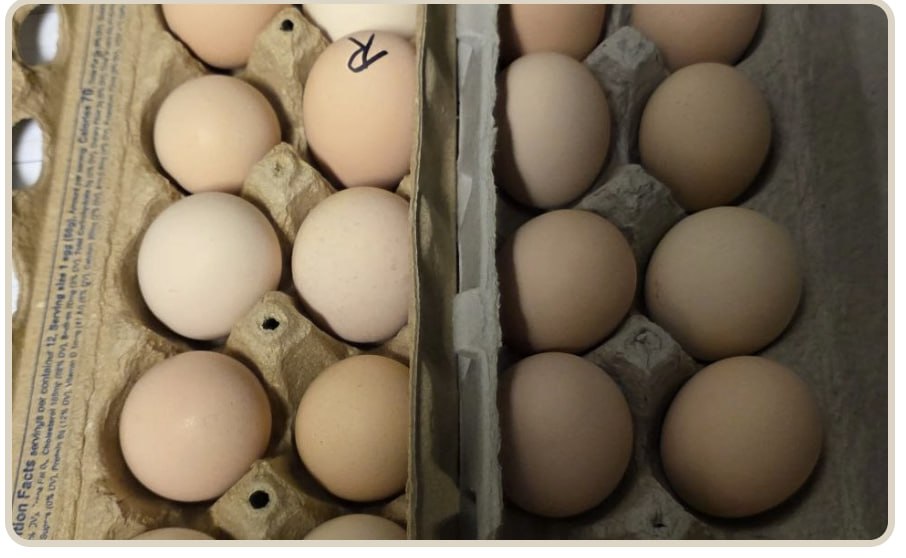 Ayam Cemani Hatching Eggs