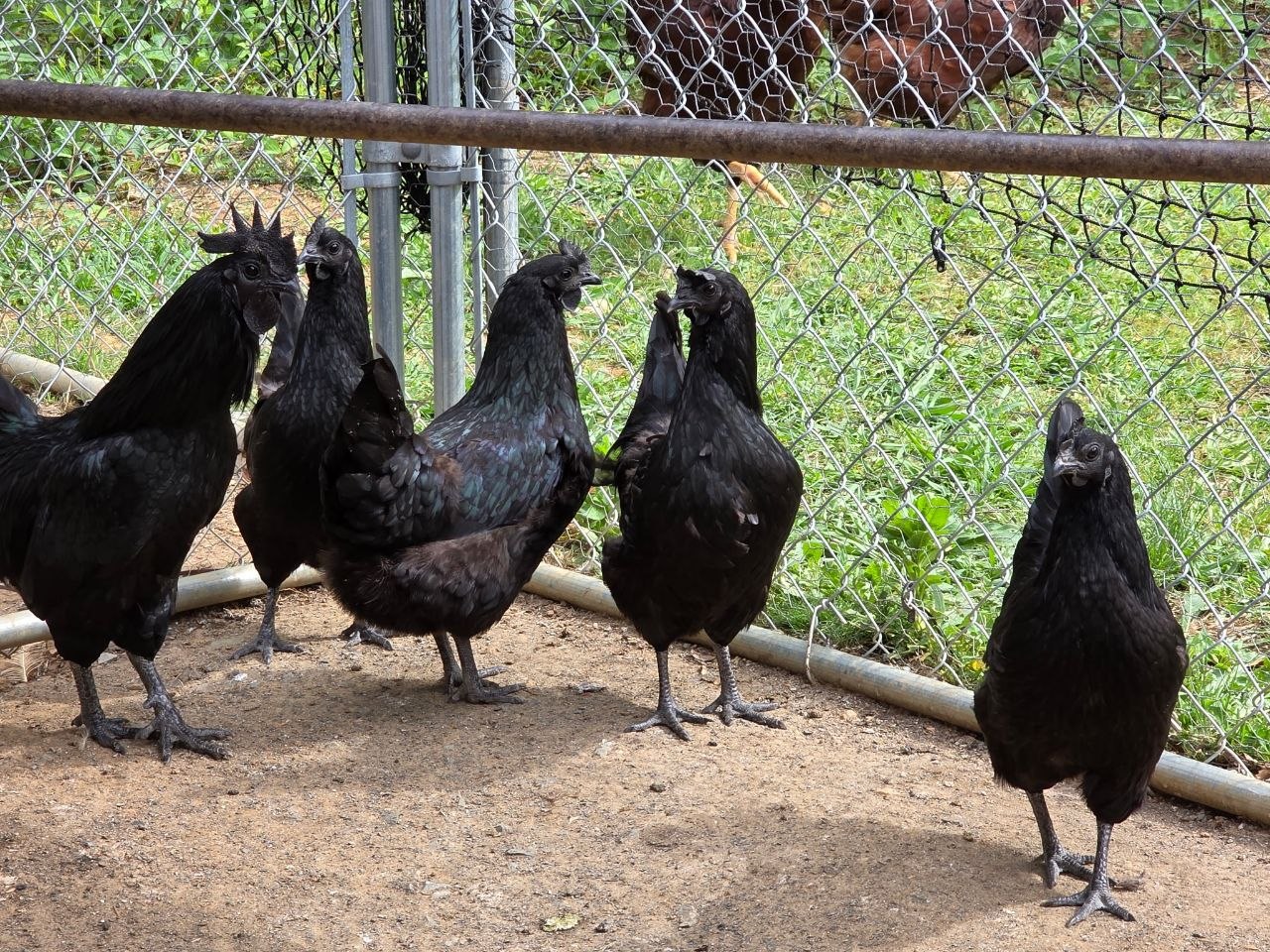Ayam Cemani flock