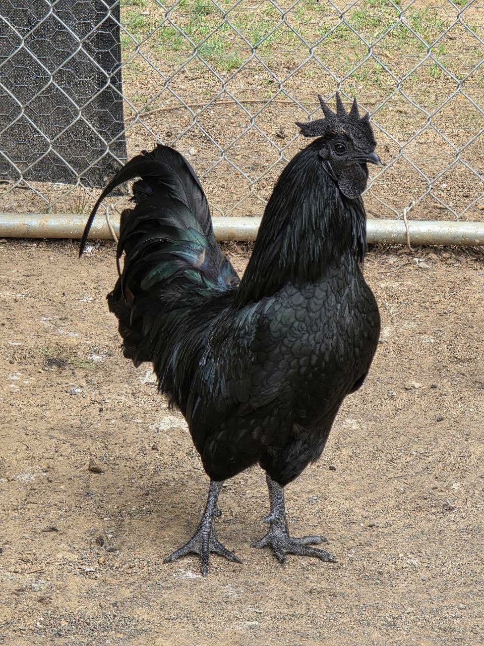 Ayam Cemani