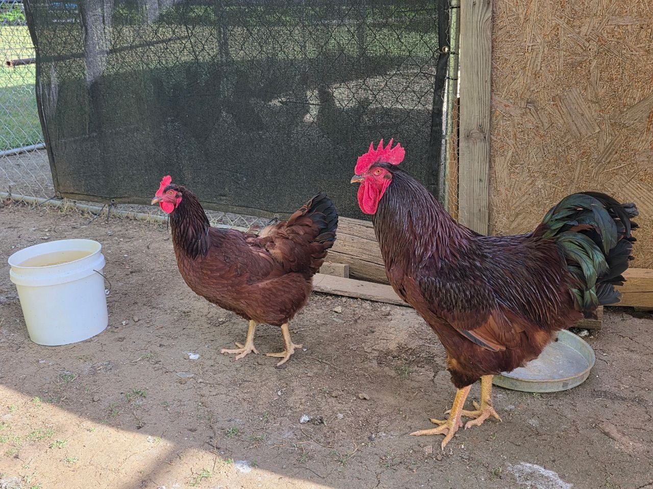 Rhode Island Red